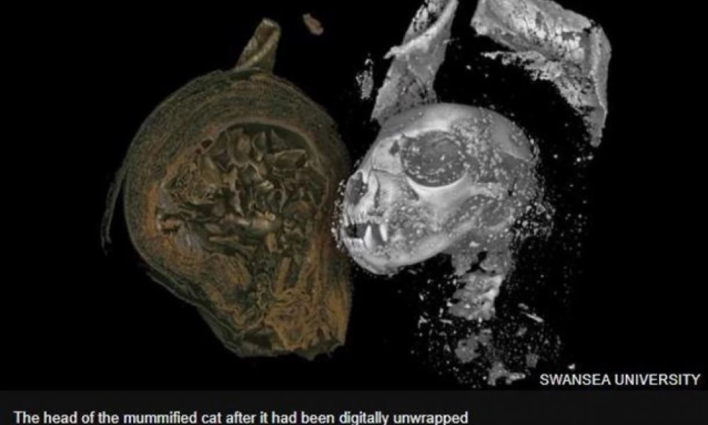 Δείτε ψηφιακές τομές σε μούμιες ζώων